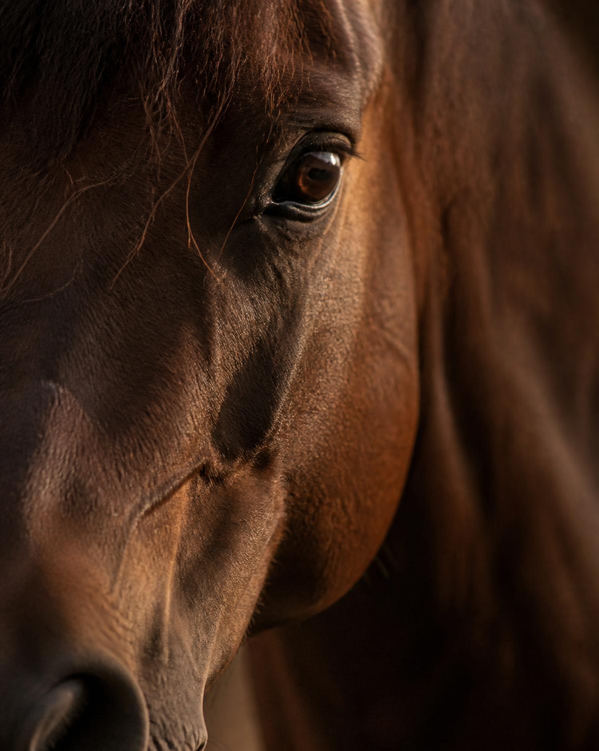 Close portrait of a horse's eye in warm light
