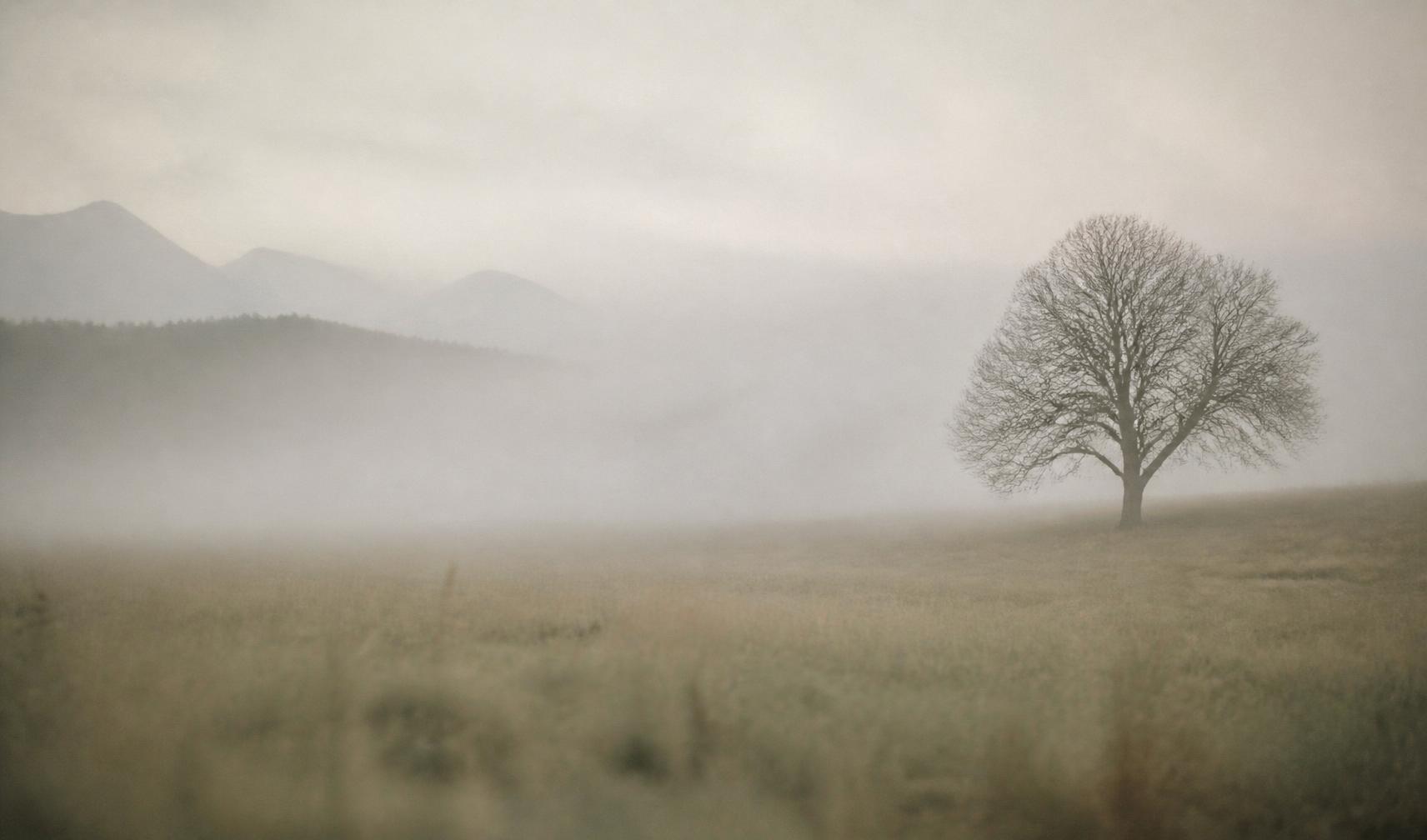 Morning mist over a quiet meadow with a single bare tree